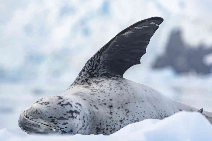 Foca Leopardo - Antártida 07.jpg